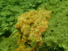 Hemimycale columella