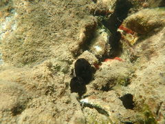 Phallusia fumigata