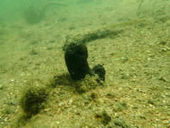 Phallusia fumigata