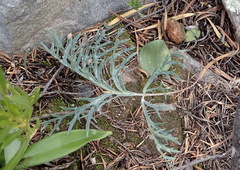 Pelargonium pillansii