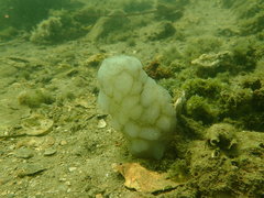 Phallusia mammillata