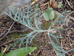 Pelargonium pillansii