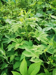 Gampsocleis gratiosa