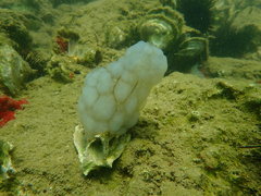 Phallusia mammillata