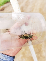Gampsocleis gratiosa