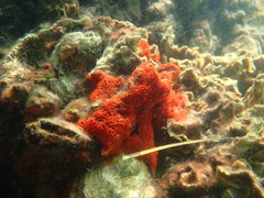 Phorbas fictitius