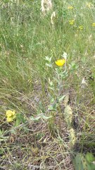 Heterotheca villosa foliosa