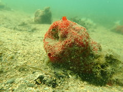 Phorbas fictitius