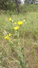 Heterotheca villosa foliosa