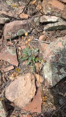 Packera tridenticulata