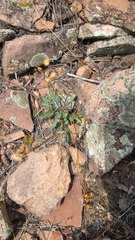 Packera tridenticulata