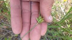 Cyperus schweinitzii