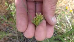 Cyperus schweinitzii