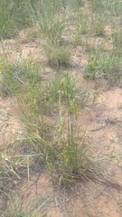 Cyperus schweinitzii