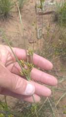 Cyperus schweinitzii