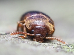 Mycetophagus quadriguttatus