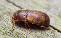 Mycetophagus quadriguttatus