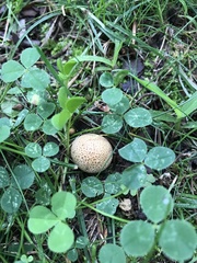 Scleroderma citrinum