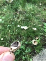 Scleroderma citrinum