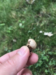 Scleroderma citrinum