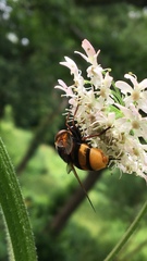 Volucella zonaria