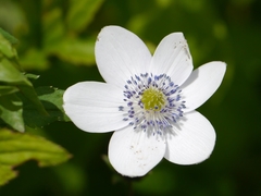 Eriocapitella rivularis