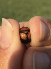 Bolbocerosoma bruneri