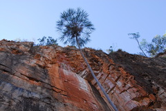 Livistona inermis
