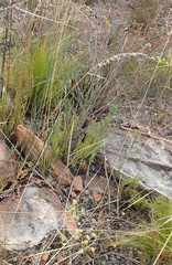Notobubon ferulaceum