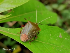 Edessa rufomarginata