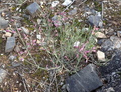 Polygala microlopha