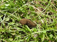 Hirudinaria manillensis