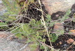 Notobubon ferulaceum