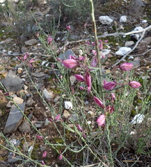 Polygala microlopha