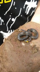 Atractus crassicaudatus