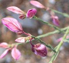 Polygala microlopha