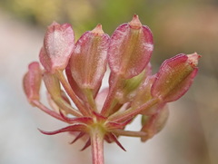 Notobubon ferulaceum