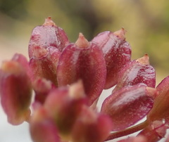 Notobubon ferulaceum