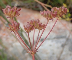 Notobubon ferulaceum