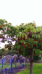 Sterculia ceramica