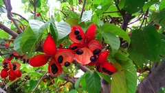 Sterculia ceramica