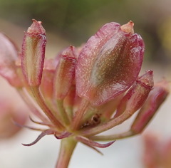 Notobubon ferulaceum
