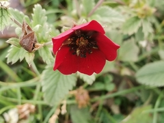Potentilla atrosanguinea