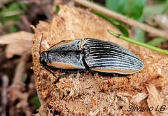 Chalcolepidius rugatus