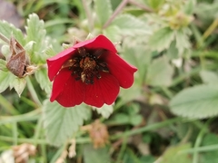 Potentilla atrosanguinea