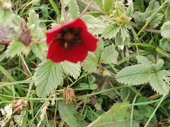 Potentilla atrosanguinea
