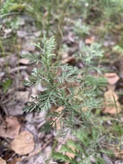Artemisia abrotanum
