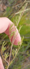 Notobubon ferulaceum