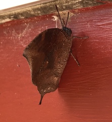 Charaxinae