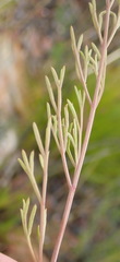 Notobubon ferulaceum